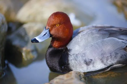 Close up Redhead duck Foto stock