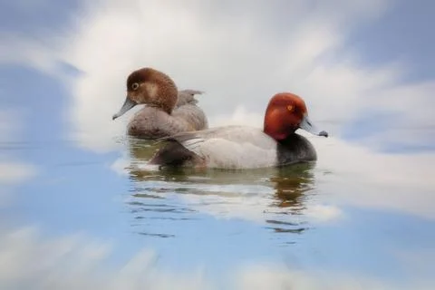 Close up of Redhead ducks couple with reflections in water Stock Photos