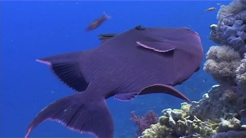 Close-Up of Redtooth Triggerfish With Coral Background Stock Footage 300078046