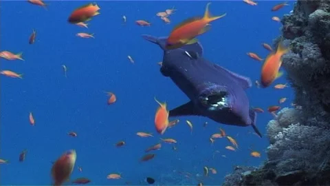 Close-Up of Redtooth Triggerfish Swimming in the Reef Stock Footage 300078273