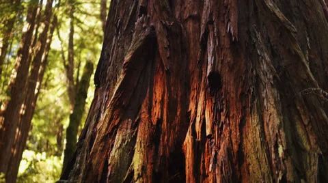 Close-up Redwood tree. Stock Footage 32867083