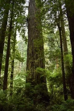 Close up redwood tree in forest Stock Photos