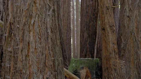 Close up of Redwood Tree Grove Stock Footage 155255982