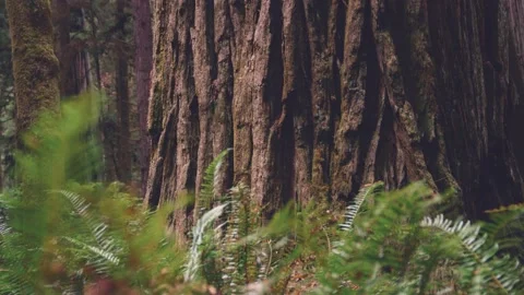 Close up of redwood tree trunk and thick red bark surrounded by ferns Video stock 147706468