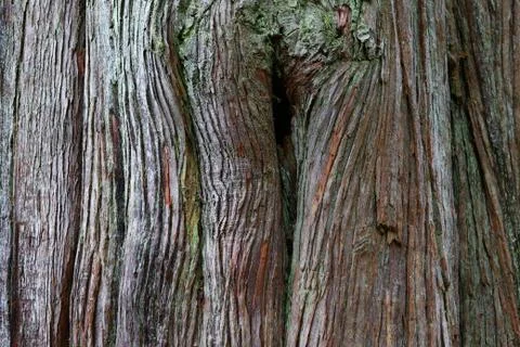 Close up redwood tree trunk Stock Photos