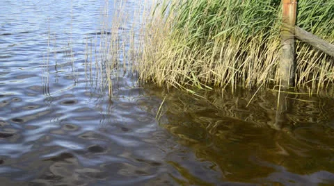 Close up of reed bed on calm lake in Summer Vidéo 25333919