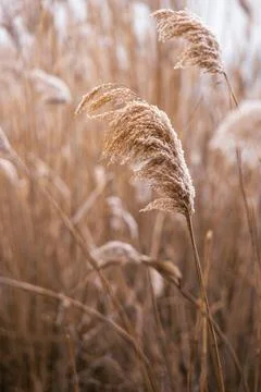 Close-up of a reed covered in snow, capturing the delicate beauty of winter n Stock Photos