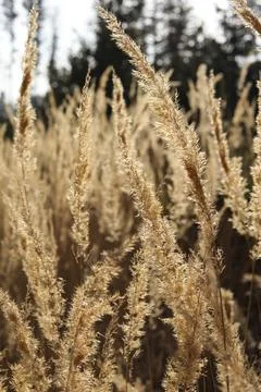 Close up of reed grass in the meadow. Selective focus. Stock Photos