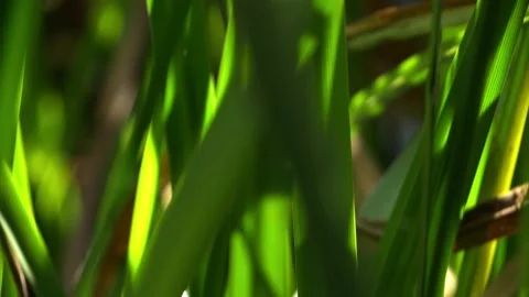 Close up reed grass plant at pond edge sunset green leaves nature Stock Footage 213615960