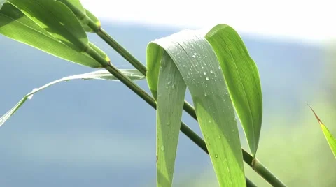 Close up of reed leaves Stock Footage 40451346