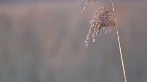 Close up reed moving in the wind during golden hour. Vidéo 144829246