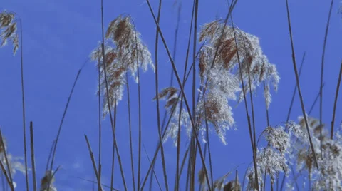 Close up of reed moving in the wind Stock Footage 35892977