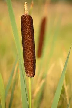 Close up reed Stock Photos