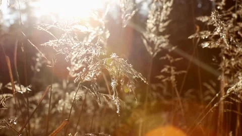 Close up on reed plant during sun set. Stock Footage