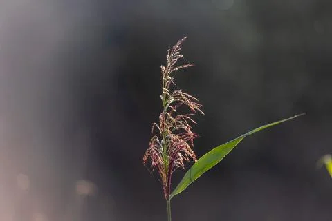 Close-up of a reed plume Stock Photos