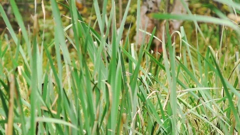 Close-up of a reed on a pond in the fall. bog flora Stock Footage 80982529