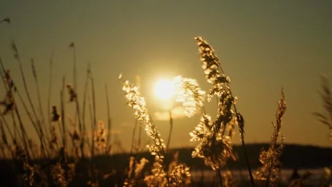 Close-up of a reed swaying in the wind at sunset. Video stock 261358184