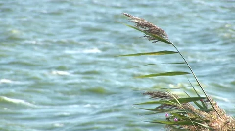 Close-up of reed on the waterside Stock Footage 5698933