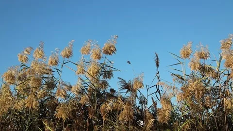 Close Up Of Reeds  Stock Footage 142287586