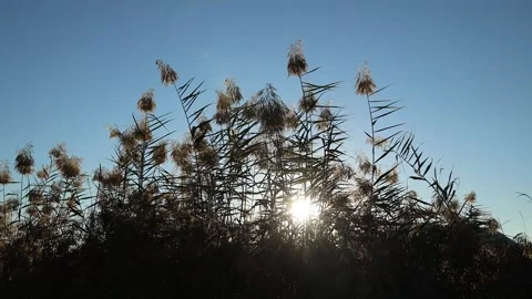 Close Up Of Reeds Stock Footage 142625190