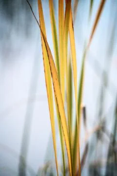 Close Up Reeds Stock Photos
