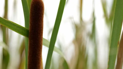 Close Up Reeds in Strong Winds Stock Footage 238659219