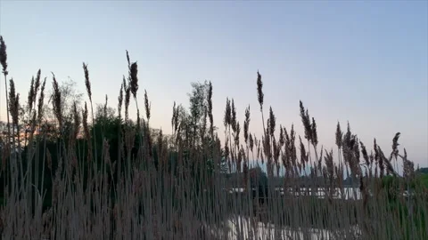 Close up of reeds at sunset. Stock-Footage 241612652
