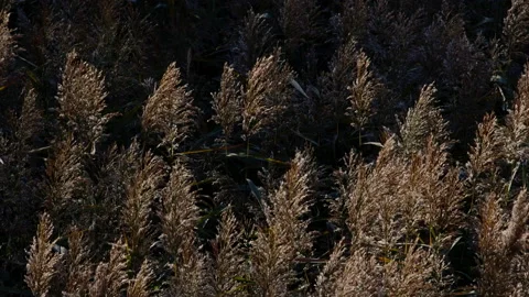 Close Up of reeds swayed by the wind  Stock Footage 231411539
