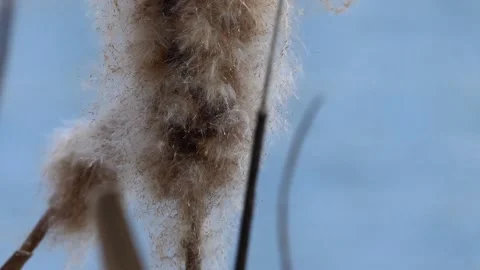 Close-up reeds swaying in the wind Video stock 238664248