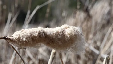 Close-up reeds swaying in the wind Stock Footage 238665501