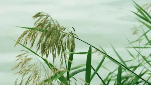 Close-up of reeds swaying in the wind Stock Footage 259120185