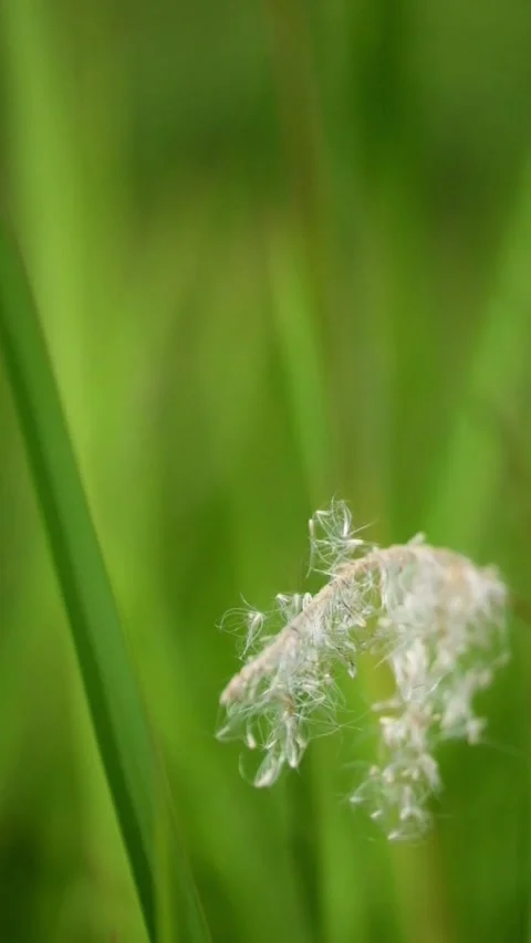 Close up of reeds swaying in the wind Video stock 319799396