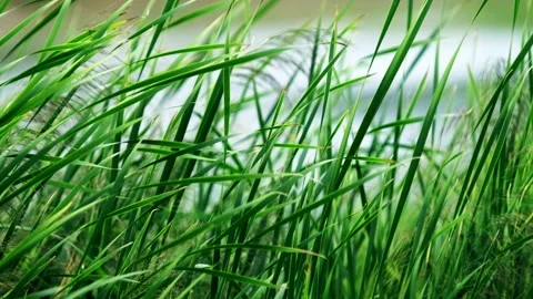 Close-up of reeds swinging in the wind Stock Footage 258223706