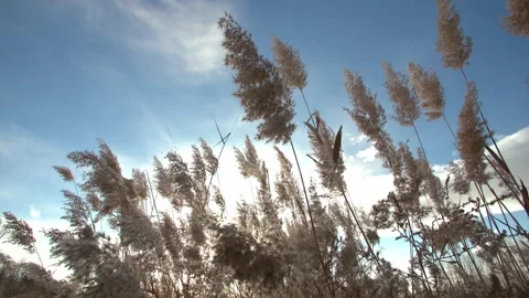 Close-up of reeds under a clear sky 스톡 동영상 329758612