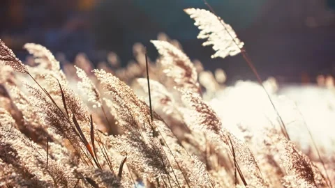 Close-up of reeds in the warm sun 動画素材 329743019