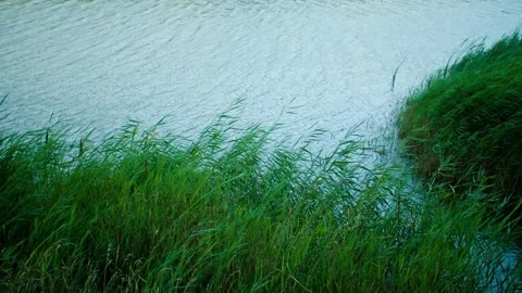 Close-up of reeds at the water's edge in the wind Stock Footage 257862708
