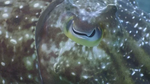 Close up of Reef Cuttlefish´s eye, Raja Ampat, Indonesia Stock Footage 296656311