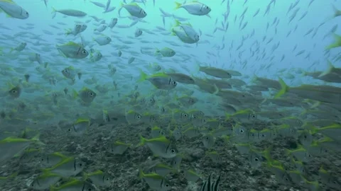 Close up Reef Fish Video stock 147427175