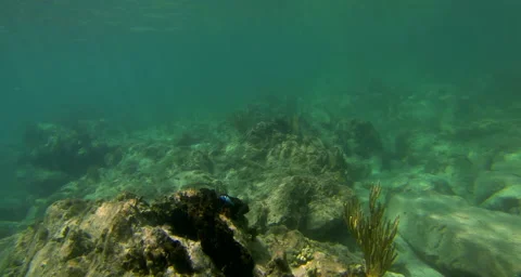 A close up of a reef Video stock 42831772