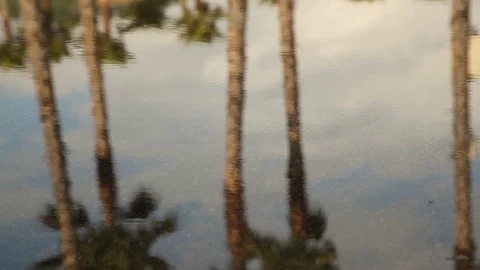 Close up reflection in a puddle go high black heels and palm trees Vidéo 114559507