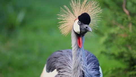 Close-Up Of A Regal Grey Crowned Crane In Natural Habitat Stock Footage 286990177