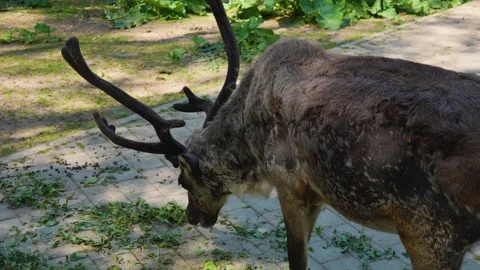 Close up  reindeer buck Stock Footage 242848123