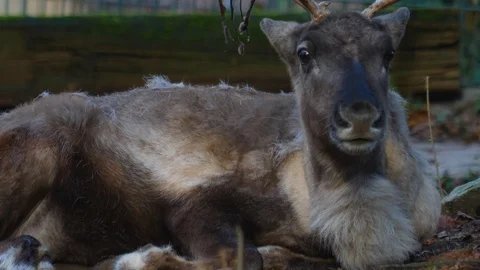 Close up of reindeer 스톡 동영상 122047416