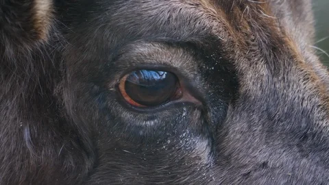 Close up of reindeer Vidéo 123580999