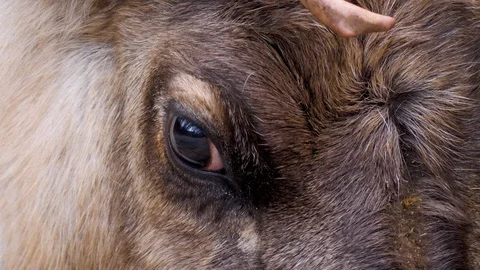 Close up of Reindeer Video stock 124554218