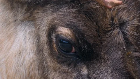 Close up of Reindeer Video stock 124554403