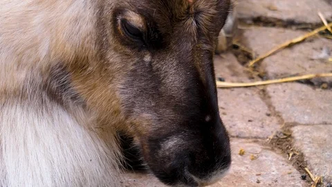 Close up of Reindeer Stock Footage 124554958