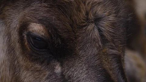Close up of Reindeer Stock Footage 124555042