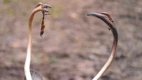 Close up of Reindeer Stock Footage 124555708