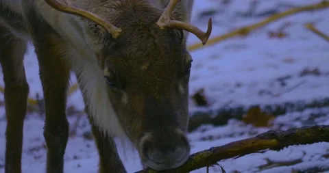 Close up of reindeer. Stock Footage 136185571